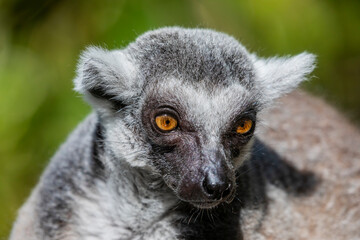 The closeup image of a Ring-tailed lemur (Lemur catta).
It is a large strepsirrhine primate and the most recognized lemur due to its long, black and white ringed tail. 