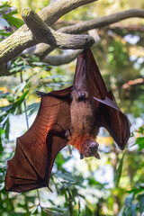 The closeup image of Malayan flying fox (Pteropus vampyrus).
a southeast Asian species of megabat, primarily feeds on flowers, nectar and fruit. 