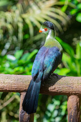 White-cheeked turaco (Tauraco leucotis) is a species of bird in the family Musophagidae. 
It is found in Eritrea, Ethiopia, and South Sudan.