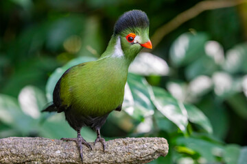 White-cheeked turaco (Tauraco leucotis) is a species of bird in the family Musophagidae. 
It is found in Eritrea, Ethiopia, and South Sudan.