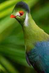 White-cheeked turaco (Tauraco leucotis) is a species of bird in the family Musophagidae. 
It is found in Eritrea, Ethiopia, and South Sudan.