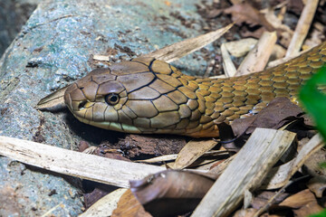 The king cobra (Ophiophagus hannah) is a large elapid endemic to forests from India through Southeast Asia. It is the world's longest venomous snake. It preys chiefly on other snakes.