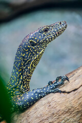 The blue-tailed monitor  (Varanus doreanus) is a monitor lizard of the Varanidae family.
The body is greyish-blue in colour and covered with round ocelli.