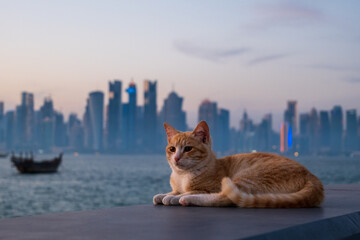 cat oon the Qatar skyline background 