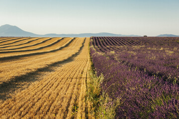 Fototapeta premium Limite agricole