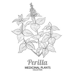 Perilla Plant with Flowers and Leaves Outline Illustration. Essential oil ingredient for cosmetics, spa, aromatherapy, health care, alternative medicine. Vector isolated for design or decoration.