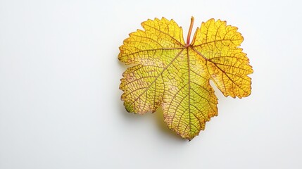 Fototapeta premium A single grapevine leaf with unique shape and texture placed on white.