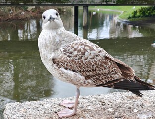 A young seagull looking at the camera.