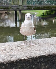 A young seagull looking at the camera.