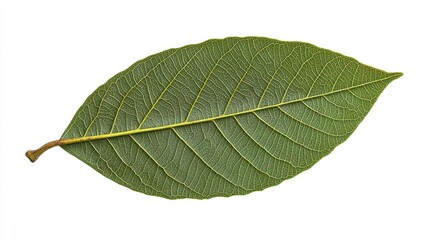 A waxy leaf from a tropical plant placed on white background for a clean botanical image.