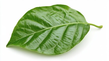 Fototapeta premium A waxy leaf from a tropical plant placed on white background for a clean botanical image.