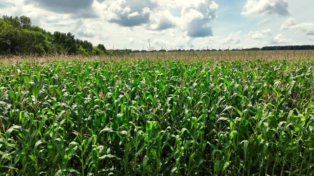 Close-up of green corn field on summer day. Camera smoothly moves to the right along rows of plants, showing healthy stems with panicles under blue sky with clouds. Ukrainian agro-industry. 4k