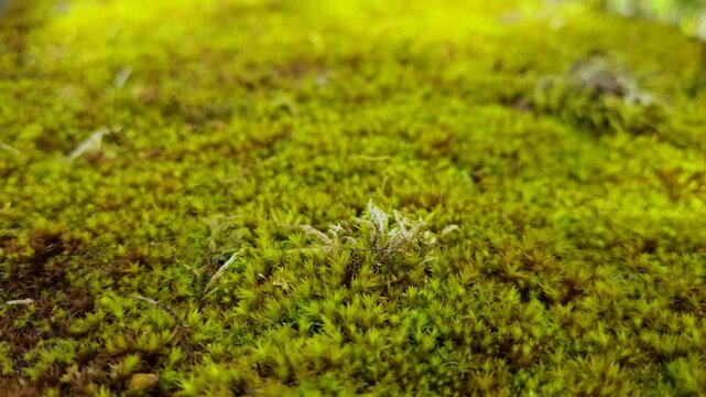 Close-up shot of vibrant green and yellow moss, showcasing intricate textures and natural beauty in a lush, peaceful environment