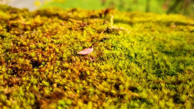 Close-up of a vibrant yellow moss