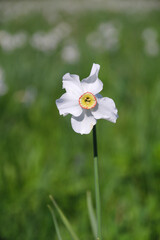 La narcisse sauvage