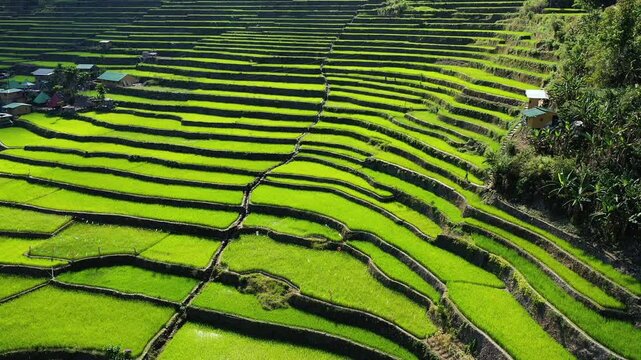 The lush green rice terraces grow in Batad, Asia, Philippines, Ifugao, Luzon, towards Banaue, in summer on a sunny day.&nbsp;