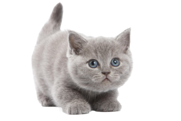 British Short hair kitten cute 