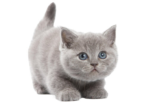 British Short hair kitten cute 