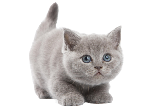 British Short hair kitten cute 