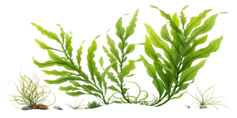 Hand-painted Aquatic Plants Composition Lush Green Seaweed and Algae Isolated on Transparent Background, Seaflora, Underwater, Botanical Illustration, Seaweed, Algae, Aquascape