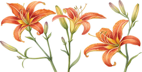 Orange lilies watercolor painting