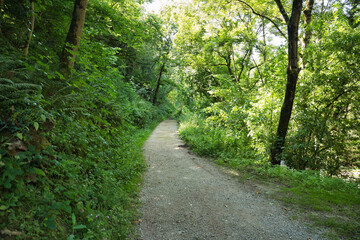 Small stone path surrounded by a lush green forest, ideal for walking and hiking in nature. Concept road, path, trail, mountain, nature.