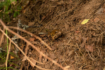 Hidden woodland frog with curious expression blending into natural leaf litter background