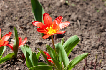 Obraz premium Bright red flowers. Beautiful Tulipa kaufmanniana cultivar water lily tulip native to central asia with high contrast color of tulip flowers and earliest blooming on spring.