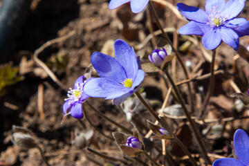 Blue purple wild flowers. A delicate and elegant image of Hepatica nobilis, liverleaf or liverwort. Blooming violet flowers on colorful brown forest background. Field of spring wildflowers