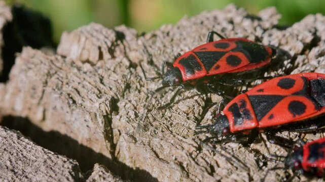 Macro footage of firebugs crawling across a textured tree stump in natural sunlight. The close-up highlights red-black patterns, antennae movement, and detailed bark surface in a wild setting.