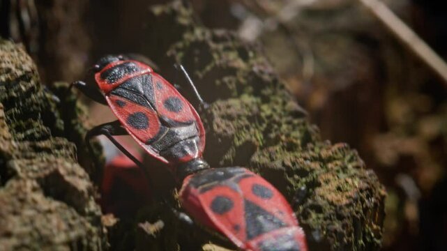 Macro footage of Pyrrhocoris apterus mating on a textured tree stump in natural sunlight. The scene captures vivid insect patterns, mossy bark, and organic depth in a wild outdoor environment.