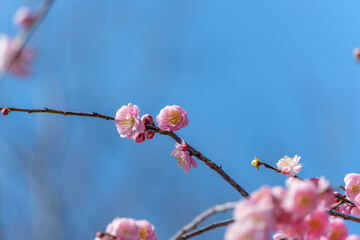 青空に映える梅の花とつぼみ