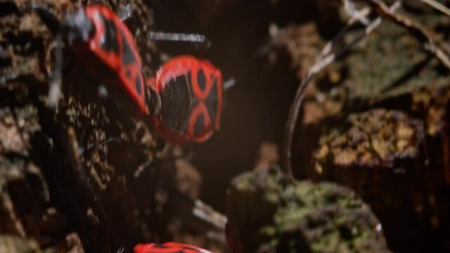 Close-up macro footage of two firebugs mating on a sunlit tree stump. The scene reveals vivid red and black patterns, leg and antenna movement, and natural insect reproduction in outdoor environment.
