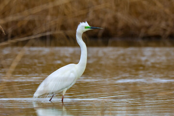 herons hunting and flying in the salt pans of Comacchio