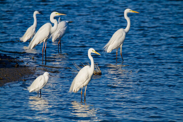 herons hunting and flying in the salt pans of Comacchio
