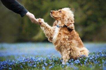 english cocker spaniel dog gives paw to owner outdoors