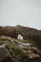 White Sheep standing on a Rocky hill in the mountains 