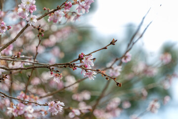 春を待つ冬桜の枝先