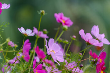 Obraz premium 風に揺れる秋桜の群れ