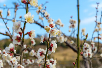 青空に映える白梅の花