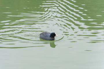 静かな水面を泳ぐオオバン