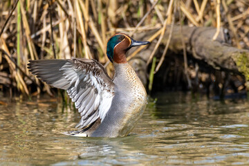 teal water bird european ponds and lakes