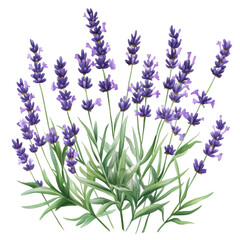 Fototapeta premium Illustrator's transparent lavender illustration nature plant design greenery artistic view