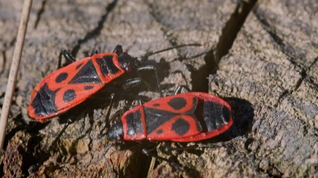 Macro close-up of two firebugs exploring tree bark in natural sunlight. The red and black insects move across textured wood, showing vivid patterns, antenna movement, and wild insect interaction.