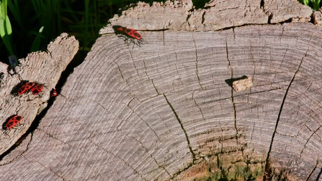 Camera moves from right to left, capturing firebugs interacting on a textured tree stump during mating season. Macro footage shows movement, clustering, vibrant colors, and detailed bark in sunlight.