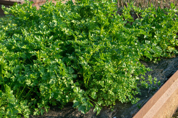 Obraz premium parsley, an aromatic herb used in cooking to enrich dishes and salads, its intense aroma is an essential ingredient. Perfect for decorating, flavoring and giving the freshness of nature to food.