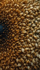 Obraz premium Sunflowers Seeds Close Up Warm Light Tones. AI Generated