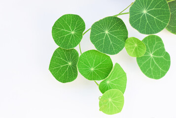Stephania erecta plant with green leaves circle shape on white background