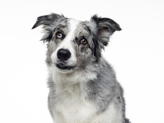 Head shot of blue merle border collie on white background