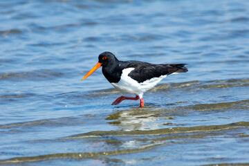oystercatcher wedding parade regional park po delta